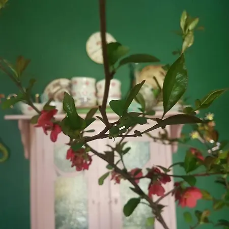 Apartmán Sine Cura Nyaralo Ábrahámhegy